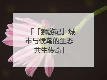 「狮游记」城市与候鸟的生态共生传奇