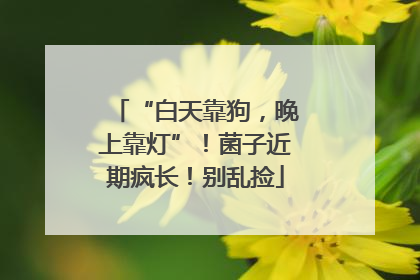 “白天靠狗，晚上靠灯”！菌子近期疯长！别乱捡