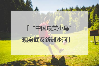 “中国最美小鸟”现身武汉新洲沙河