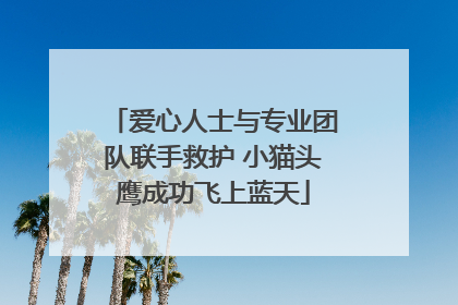 爱心人士与专业团队联手救护 小猫头鹰成功飞上蓝天