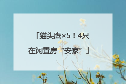 猫头鹰×5！4只在闲置房“安家”