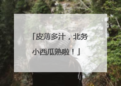 皮薄多汁，北务小西瓜熟啦！