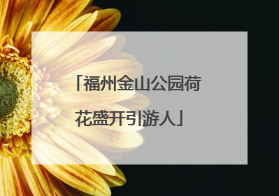 福州金山公园荷花盛开引游人