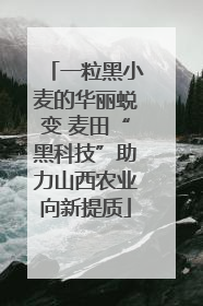 一粒黑小麦的华丽蜕变 麦田“黑科技”助力山西农业向新提质
