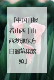 中国日报看山西｜山西发现东方白鹳筑巢繁殖