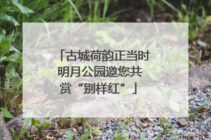 古城荷韵正当时 明月公园邀您共赏“别样红”