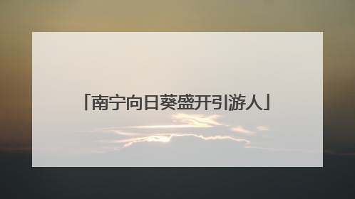 南宁向日葵盛开引游人