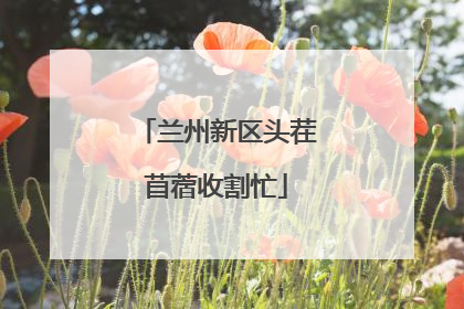 兰州新区头茬苜蓿收割忙