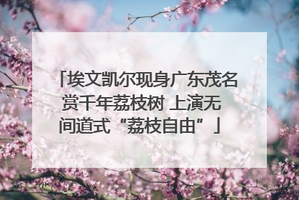 埃文凯尔现身广东茂名 赏千年荔枝树 上演无间道式“荔枝自由”