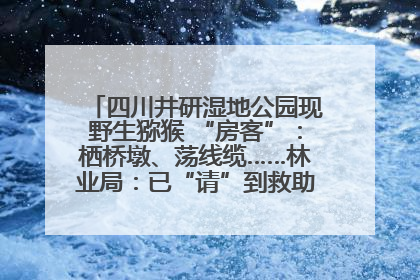 四川井研湿地公园现野生猕猴 “房客”：栖桥墩、荡线缆……林业局：已“请”到救助站，将放归自然