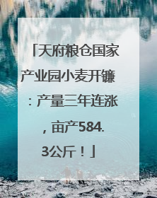 天府粮仓国家产业园小麦开镰：产量三年连涨，亩产584.3公斤！