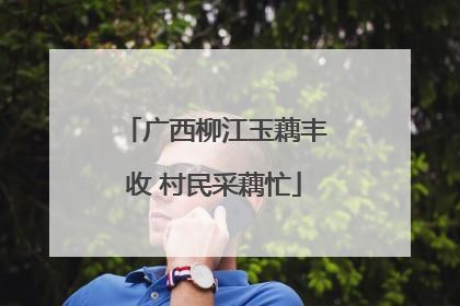 广西柳江玉藕丰收 村民采藕忙