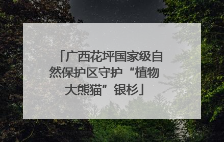 广西花坪国家级自然保护区守护“植物大熊猫”银杉