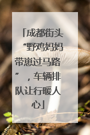成都街头“野鸡妈妈带崽过马路”，车辆排队让行暖人心