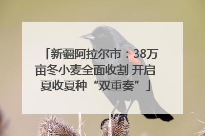 新疆阿拉尔市：38万亩冬小麦全面收割 开启夏收夏种“双重奏”