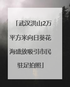 武汉洪山2万平方米向日葵花海盛放吸引市民驻足拍照