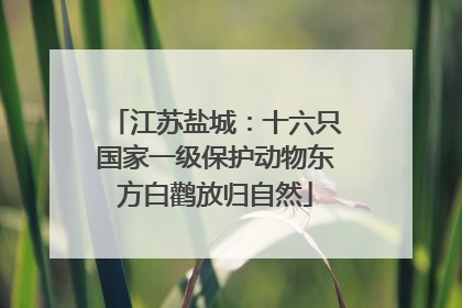江苏盐城：十六只国家一级保护动物东方白鹳放归自然