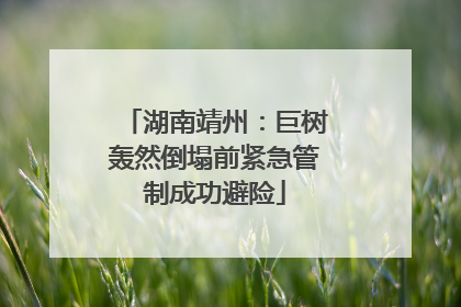 湖南靖州：巨树轰然倒塌前紧急管制成功避险