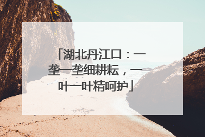 湖北丹江口：一垄一垄细耕耘，一叶一叶精呵护