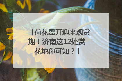 荷花盛开迎来观赏期！济南这12处赏花地你可知？