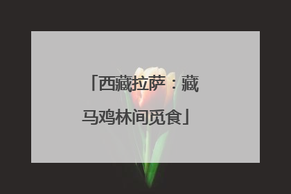 西藏拉萨：藏马鸡林间觅食