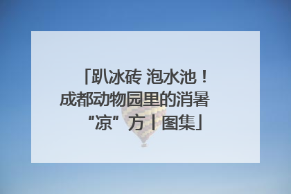 趴冰砖 泡水池！成都动物园里的消暑“凉”方丨图集
