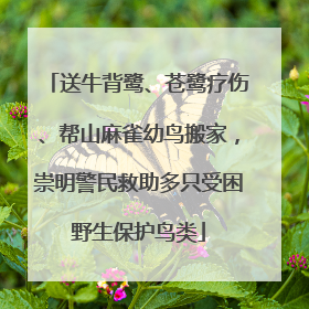 送牛背鹭、苍鹭疗伤、帮山麻雀幼鸟搬家，崇明警民救助多只受困野生保护鸟类