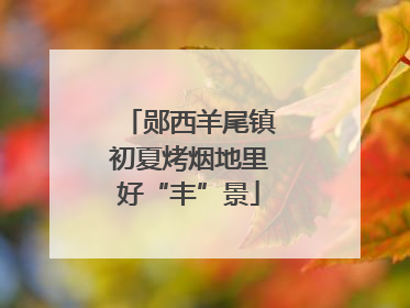 郧西羊尾镇初夏烤烟地里好“丰”景