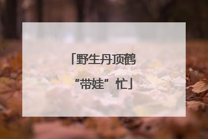 野生丹顶鹤“带娃”忙