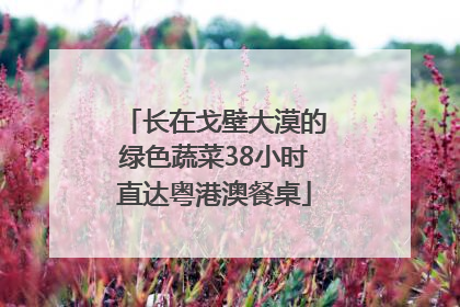 长在戈壁大漠的绿色蔬菜38小时直达粤港澳餐桌