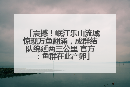 震撼！岷江乐山流域惊现万鱼翻涌，成群结队绵延两三公里 官方：鱼群在此产卵